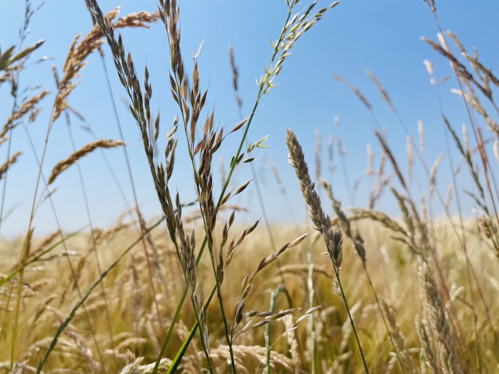 Chantal Versteeg Coaching